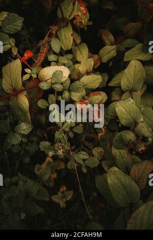 Des baies noires toxiques et un blackberry vert non mûr sont à l'ombre d'une nuit mortelle branches parmi les feuilles vertes jaunes et brunes dans la forêt d'automne Banque D'Images