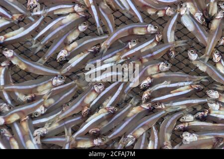 Petit poisson (ca com) pour la production de sauce de poisson en usine. La sauce de poisson au Vietnam est un produit national Banque D'Images