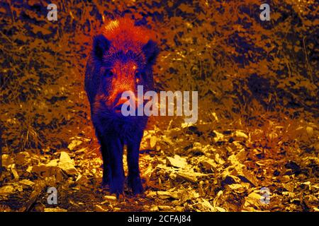 Sanglier dans la caméra thermique scientifique de haute technologie en forêt. Animaux et température dans des conditions cachées Banque D'Images