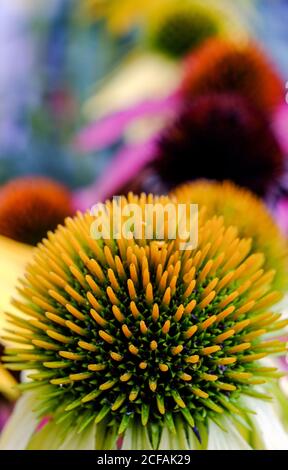 Brunswick, Allemagne. 04e septembre 2020. Les inflorescences épinettes de la coneflete pourpre (Echinacea purpurea) brillent dans des couleurs vives. Credit: Stefan Jaitner/dpa/Alay Live News Banque D'Images