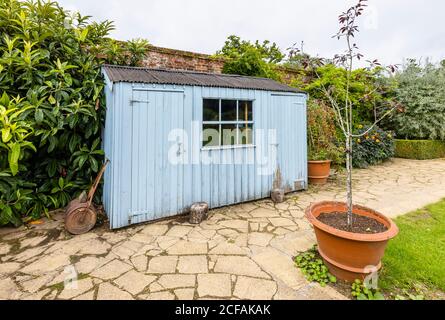 Hangar de jardin en bois bleu traditionnel avec peinture écaillée et rouillette de jardin à Hinton Ampner, Bramdean, près d'Alresford, Hampshire, dans le sud de l'Angleterre Banque D'Images