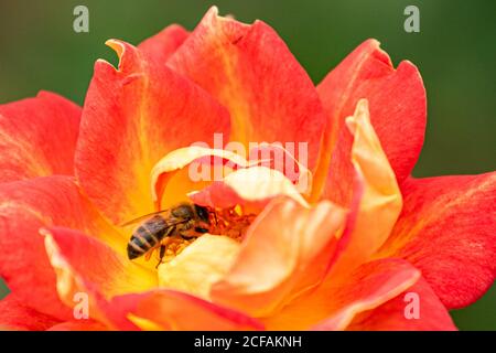 WIMBLEDON LONDRES, ROYAUME-UNI. 4 septembre 2020. Une abeille collectant le nectar d'une fleur de rose. Credit: amer ghazzal / Alamy Live News Banque D'Images