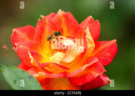 WIMBLEDON LONDRES, ROYAUME-UNI. 4 septembre 2020. Une abeille collectant le nectar d'une fleur de rose. Credit: amer ghazzal / Alamy Live News Banque D'Images