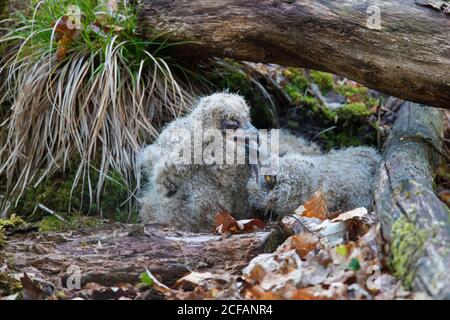 Hibou de l'aigle eurasien / hibou de l'aigle européen (Bubo bubo) deux poussins nichent sur le sol sous l'arbre tombé tronc en forêt au printemps Banque D'Images