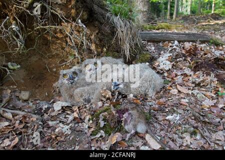 Hibou de l'aigle eurasien / hibou de l'aigle européen (Bubo bubo) trois poussins avec le rat mort en nid sur le sol à la base de l'arbre déraciné dans la forêt au printemps Banque D'Images