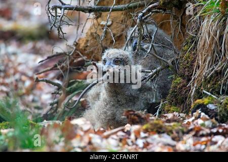 Hibou de l'aigle eurasien / hibou de l'aigle européen (Bubo bubo) poussin avalant le rat mort dans le nid sur le sol à base de l'arbre déraciné dans la forêt au printemps Banque D'Images