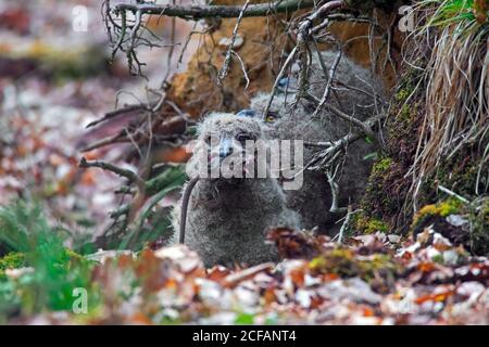Hibou de l'aigle eurasien / hibou de l'aigle européen (Bubo bubo) poussin avalant le rat mort dans le nid sur le sol à base de l'arbre déraciné dans la forêt au printemps Banque D'Images