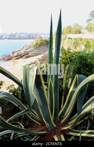 Gros plan d'une usine d'Agave americana avec des plages et une côte rocheuse à Santander Cantabria Espagne été Banque D'Images