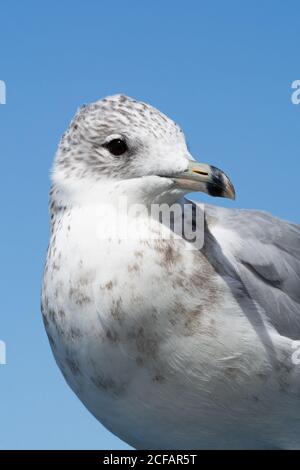 Mouette à bec sur la côte du lac Michigan. South Haven, Michigan, États-Unis Banque D'Images