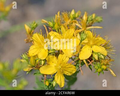 Millepertuis en fleur, Hypericum perforatum Banque D'Images