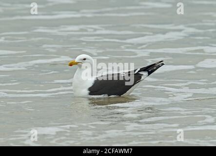 Tête de varech (Larus dominicanus dominicanus) adulte nageant en mer Capo Frio, Brésil Juillet Banque D'Images