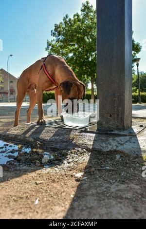 Le boxeur qui a soif est de boire de l'eau d'une fontaine Banque D'Images