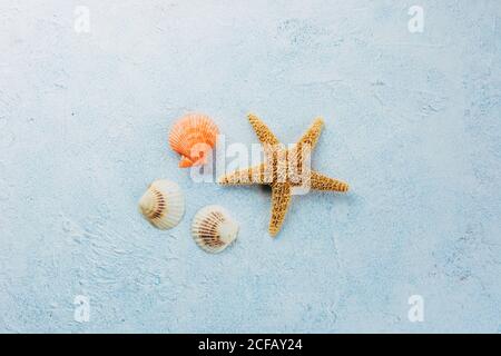 Vue de dessus de l'étoile de mer séchée et de petits coquillages placés dessus surface en plâtre le jour de l'été Banque D'Images