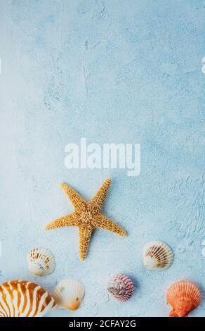 Vue de dessus des coquillages colorés et des étoiles de mer séchées placées dessus surface en stuc bleu le jour de l'été Banque D'Images