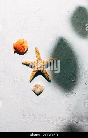 Vue de dessus de l'étoile de mer séchée et de petits coquillages placés dessus surface en plâtre près de l'ombre de la branche de l'arbre avec les feuilles sur jour d'été Banque D'Images