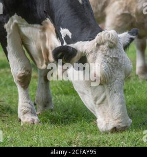 Vache noire et blanche qui pâture d'une herbe luxuriante. Pour l'élevage, le bétail et l'élevage laitier au Royaume-Uni, l'agriculture et l'agriculture au Royaume-Uni, l'élevage bovin au Royaume-Uni. Banque D'Images