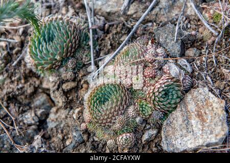 Le cactus sibérien est une plante succulente qui pousse sauvage en Sibérie sur les collines de montagne et de steppe. Banque D'Images