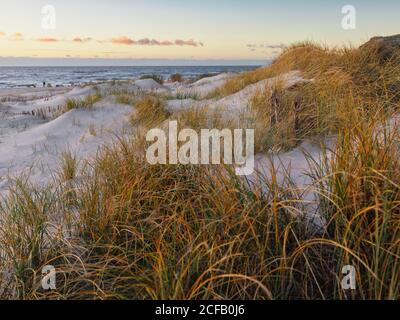 Hörnum-Odde (Hörnum Odde / Hörnem-or), Hörnum (Hörnem / Hørnum), Sylt Paysage, Kreis Nordfriesland, Schleswig-Holstein, Allemagne, Sylt (Söl), Nord Banque D'Images