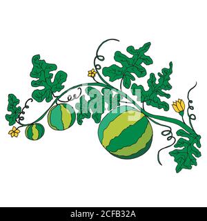 Le melon d'eau mûr juteux dans le feuillage et les fleurs est isolé sur blanc Illustration de Vecteur