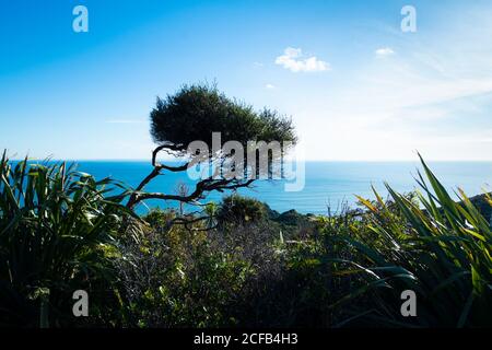 Un arbre solitaire sur la plage de Whites, qui passe par les collines de l'extrémité nord de la plage de Piha, à Auckland Banque D'Images