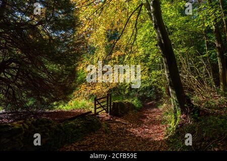 Un sentier à travers Buckholt Wood en automne, Cotswolds, Angleterre Banque D'Images