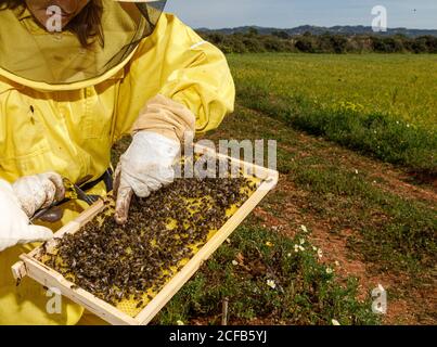 Petite apiculette non reconnaissable en costume de protection jaune prenant nid d'abeille cadre de la ruche tout en travaillant dans l'apiaire en été ensoleillé jour Banque D'Images