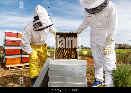 Apiculteurs professionnels, hommes et femmes, inspectant le nid d'abeille avec les abeilles pendant travail dans l'apiaire en été Banque D'Images