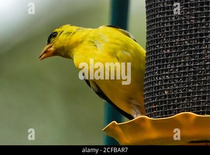 Un Finch jaune vif sur un chargeur Nyjer. Banque D'Images