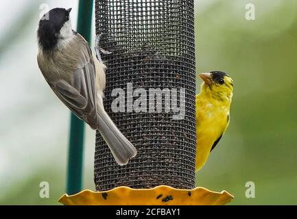 Finch jaune vif et Nuthatch sur un chargeur Nyjer. Banque D'Images
