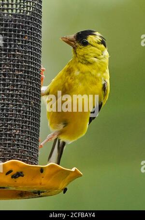 Un Finch jaune vif sur un chargeur Nyjer. Banque D'Images