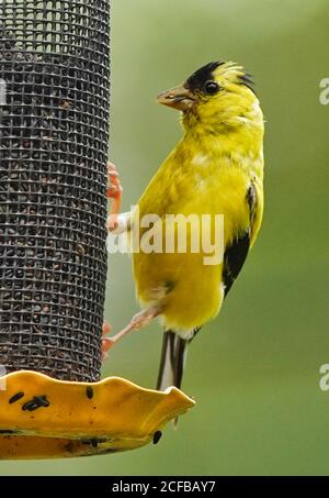 Finch jaune vif sur le côté d'un chargeur Nyjer. Banque D'Images