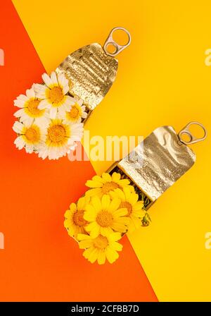 Vue de dessus des fleurs de Marguerite blanche et jaune disposées en boîtes en étain métallique de différentes formes réutilisées sur fond coloré Banque D'Images