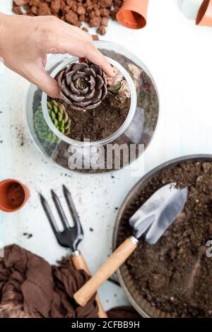 jardinier sans visage debout à la table et plantant succulent dans le sol dans cuve en verre Banque D'Images