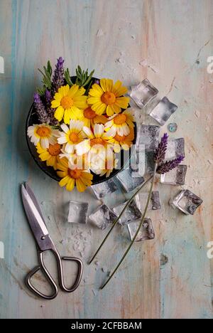 Haut de la page composition de bouquet de pâquerettes colorées et de lavande fleurs en pot disposées près des glaçons et des ciseaux surface de la merde Banque D'Images