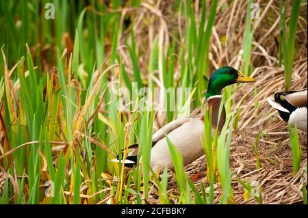 Close up d'un Canard colvert Canard mâle se dandiner d'une banque d'étangs dans le ressort de la croissance des plantes de quenouilles. Banque D'Images