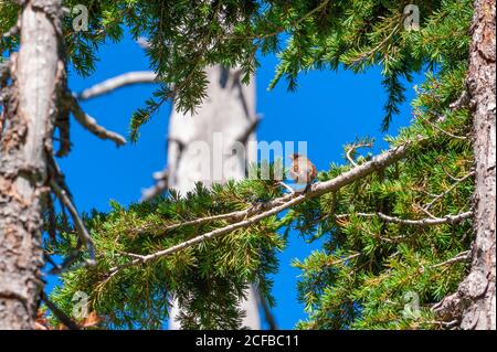 Un petit oiseau perché sur une branche de sapin dans la forêt de haute altitude en Mt. Hood National Forest dans l'Oregon Banque D'Images