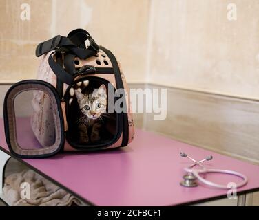 Joli chat rouge et blanc curieux dans un petit porte-animal sur une table dans une clinique vétérinaire moderne Banque D'Images