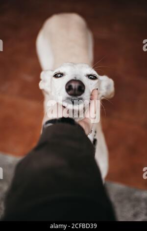 Main de propriétaire anonyme en petting adorable Greyhound espagnol tout en passant temps à la maison ensemble Banque D'Images