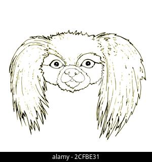 Tête de chien blanche noire d'un pékinois, isolée sur un backgroun blanc Illustration de Vecteur