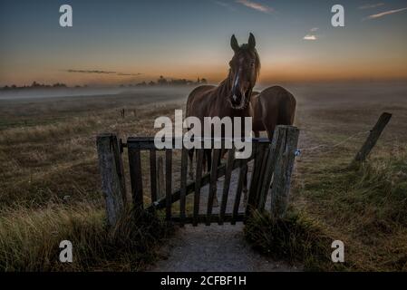 Chevaux debout à une porte dans une matinée magique et brumeuse, juste avant le lever du soleil, Høll, Danemark, 14 août 2020 Banque D'Images