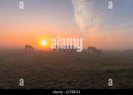 Les chevaux se broutent sur un pâturage déteint un matin brumeux au lever du soleil, Holl, Danemark, 14 août 2020 Banque D'Images