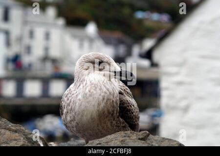 Un gros plan d'un jeune mouette perchée sur un Mur dans le port de Polperro Banque D'Images