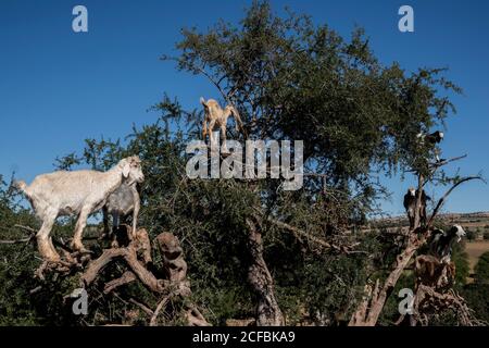 Les chèvres se tiennent dans un arbre au Maroc Banque D'Images