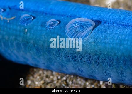 Escargot d'étoiles de mer cristallines, Thyca cristallina, parasite, suce le sang des étoiles de mer bleues, Linckia laevigata, Ambon, Indonésie, Banda Sea Banque D'Images