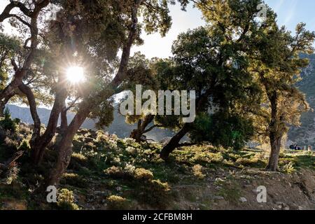 le soleil peeks à travers les arbres dans le Maroc rural Banque D'Images