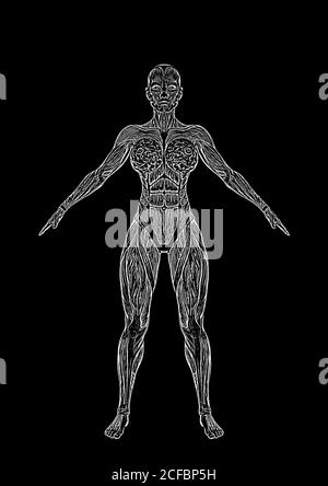 bodybuilding féminin dans les cartes de muscle en fond blanc, illustration 3d Banque D'Images