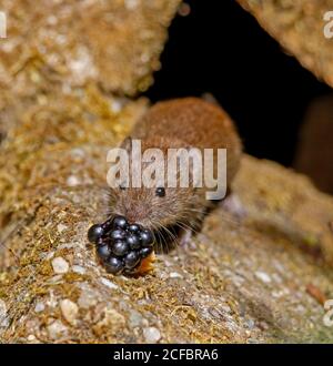 Campagnol roussâtre (Myodes glareolus) Banque D'Images
