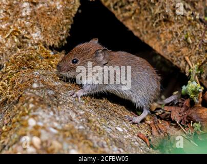 Campagnol roussâtre (Myodes glareolus) Banque D'Images