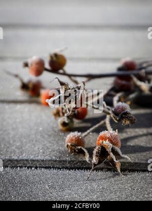 Montée des hanches sur une table en chêne avec du givre Banque D'Images