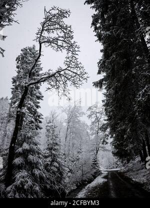 Sentiers forestiers en hiver dans la neige entre les arbres Banque D'Images